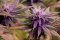 What do the colors of hemp indicate and what causes its coloration?