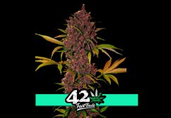 LSD-25 Auto - samonakvétacie semená marihuany 5 ks Fast Buds
