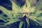 Medical cannabis is not just about THC