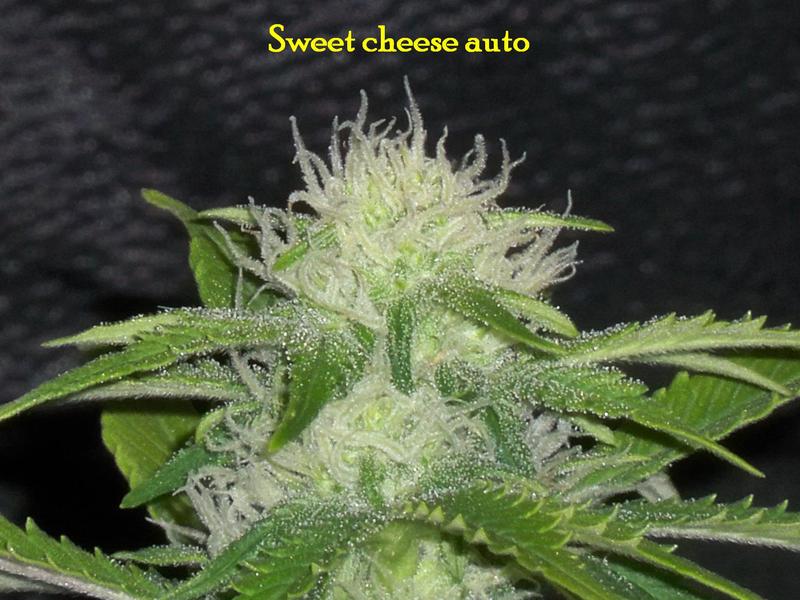 Sweet Cheese Auto – 3 ks autoflowering semínek Sweet Seeds