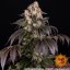 Girl Scout Cookies - feminizované semená, 3 ks, Barneys Farm