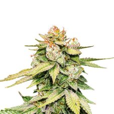 Gorilla Glue samonakvétací semena 5 ks Seedstockers