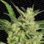 Automaria II - feminizované a autoflowering semienka 3ks Paradise Seeds