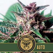 BlimBurn Seeds Grizzly Purple Auto samonakvétací semena