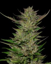 Humboldt Seed Company Don Carlos feminisierte Samen