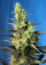NYC Diesel CBD - feminizované semienka 3 ks Sweet Seeds
