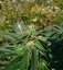 8 Ball Kush – feminizované semienka 10 ks Barney Farms