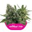 Outdoor Mix - 10 feminisierte Samen von Royal Queen Seeds