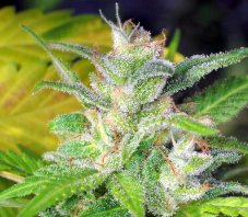 Kaliman Seeds Blueberry Express feminizované semená