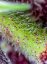 Red Pure CBD Auto - feminizované semienka 5 ks Sweet Seeds