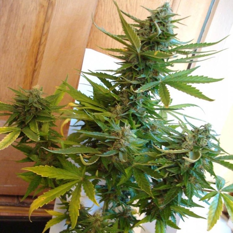 White Dwarf - feminizovaná a autoflowering semínka 10 ks Buddha Seeds