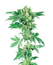 Afghani n.1 - Seeds of 10 standardized Sensi Seeds