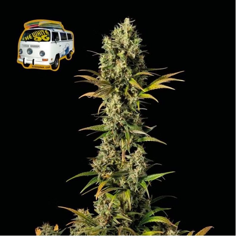 The White OG - feminized cannabis seeds 10pcs, Seedsman