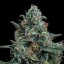 Wedding Edition - feminized seeds 3 pcs Cannapio