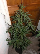 +Speed Auto – 5 ks autoflower semena Sweet Seeds