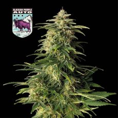 Alaskan Purple Auto Feminizované Semená - 5