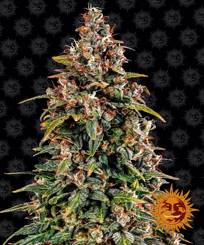 Wassermelone Zkittlez Auto - Autoflowering Marihuana Samen 5 Stück Barney's Farm