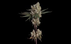 Happy Valley Another Level feminized seeds