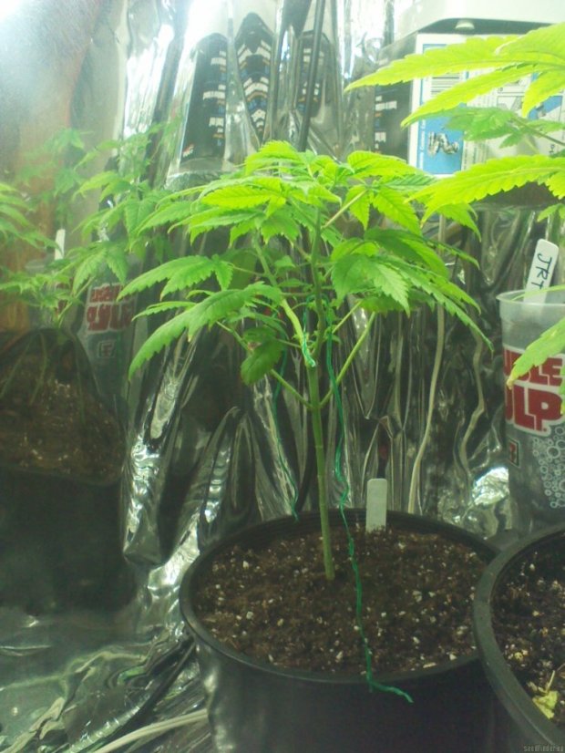 8 Ball Kush – feminizované semienka 10 ks Barney Farms