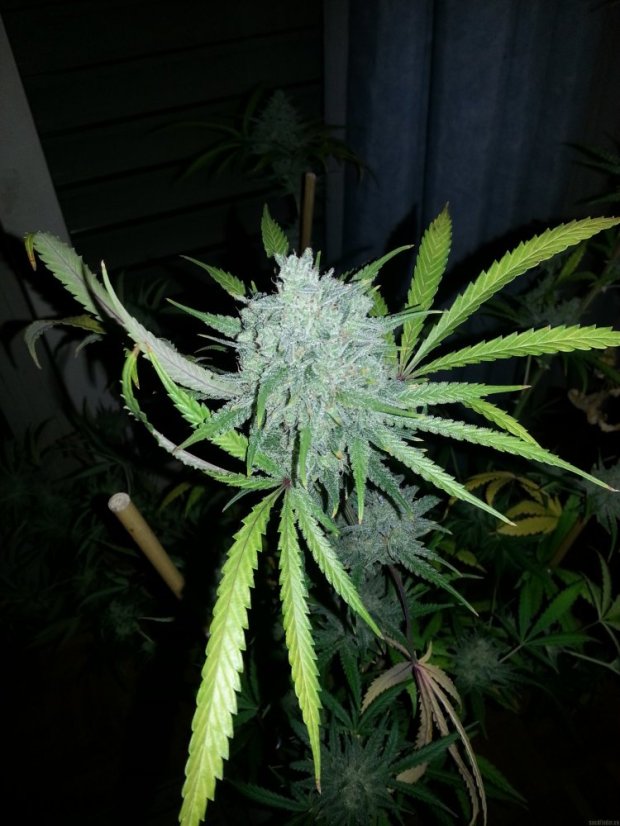 Blueberry Cheese – feminizovaná semínka 5 ks Barney´s Farm