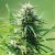 Sweet Tooth – feminizovaná semínka 5 ks Barney Farms