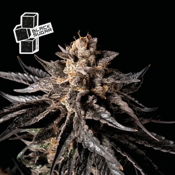 Black Sugar - feminizovaná semena marihuany 5ks, Seedsman