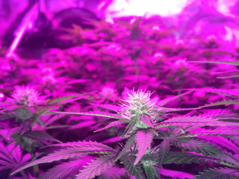 8 Ball Kush – feminizované semienka 10 ks Barney Farms