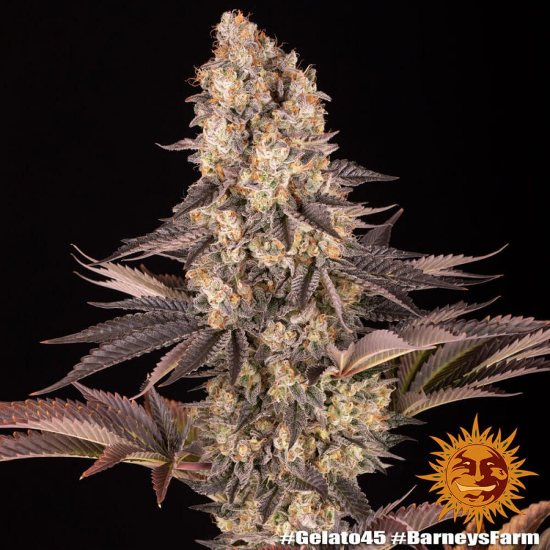 GELATO 45 feminizované semínka 5 Ks Barney´s Farm
