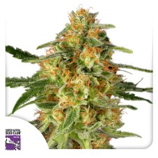 TNT Trichome - feminizované semená 3 ks, Super Sativa Seed Club