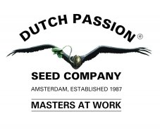 Mix 1 - Dutch Passion 6szt