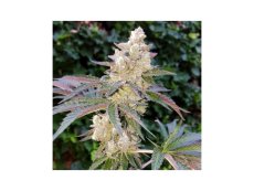 Royal Cookies -feminizované semienka 3ks Royal Queen Seeds