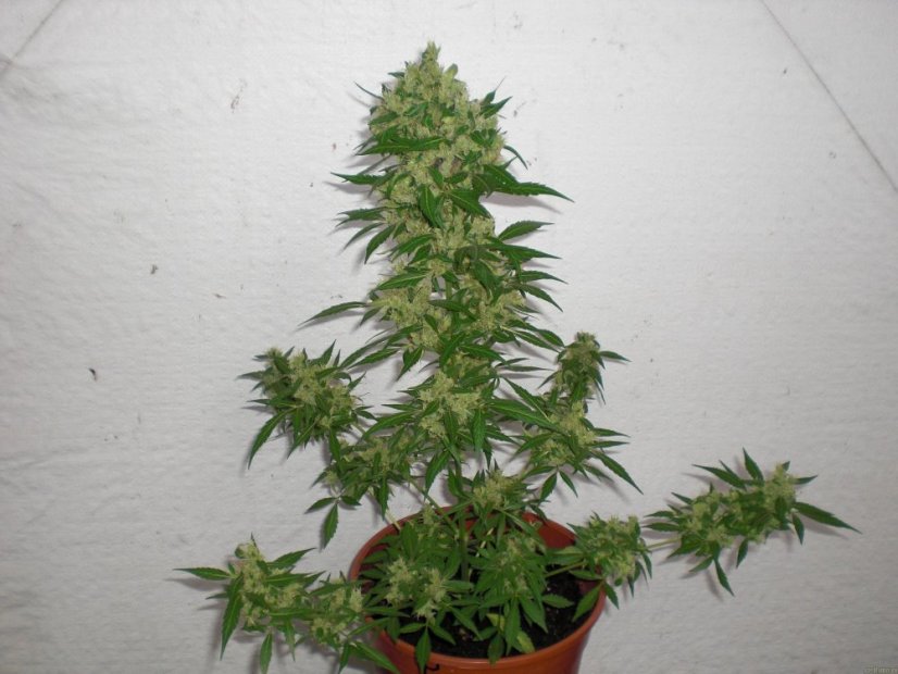 PolarLight  3®- autoflowering semienka 7ks Dutch Passion