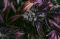9 Cannabis Strains with Extremely High THC Content