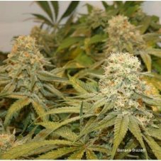 Banana Blaze® - feminisierte Samen 3pcs Dutch Passion