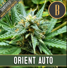 BlimBurn Seeds Orient Auto automaticky kvetoucí semena