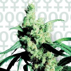 Silver Haze  n.9 x Haze - feminizovaná semínka 5ks Sensi Seeds