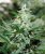 Red Dragon – feminizovaná semínka 10 ks Barney Farms