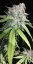 707 Headband - feminizovaná semienka 3ks Humboldt