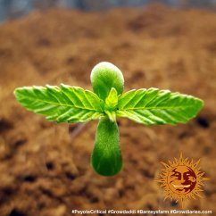 Peyote Critical - feminized marijuana seeds 3 pcs Barney´s Farm
