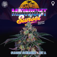 Perfect Tree Seeds Midnight Sunset nasiona feminizowane