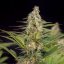 Cali Crasher - feminisierte Samen 10 Stück, Doctor's Choice