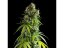 NYC Sour D - autocvjetanje 10 kom - Royal Queen Seeds x Mike Tyson