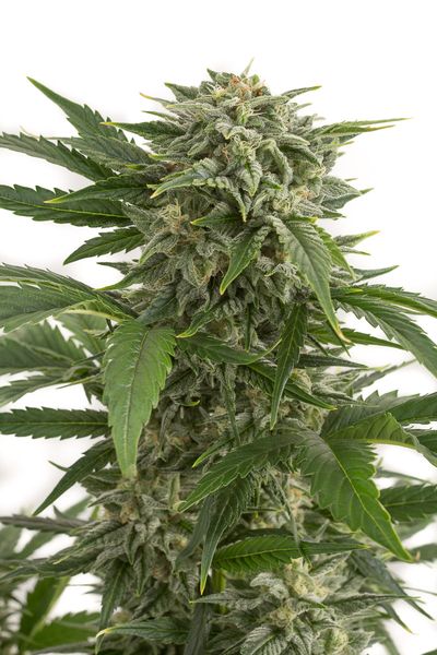 Bubba Kush Auto - fem. a autoflowering semienka 5ks Dinafem