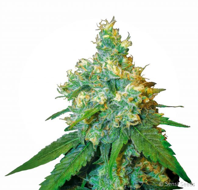 Jack Herer - Samen 3 Stück feminisiert Sensi Seeds
