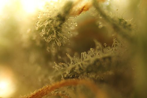 White Widow - autoflowering feminized cannabis seeds 10 pcs, Seedsman