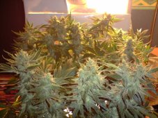 Cheese - 5 seeds (Indoor), feminized Green House Seeds