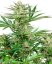 Malibu OG Gold - feminizované semienka konope 3 ks, Sensi Seeds