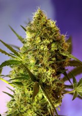 Big Devil 2 Auto – 3 ks autoflowering semien Sweet Seeds