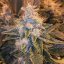 Lost Coast OG - feminizovaná semienka 3ks Humboldt
