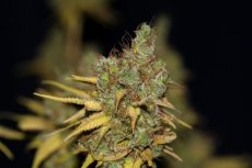 Badazz Cookies OG - nasiona feminizowane 5 szt. Seedsman